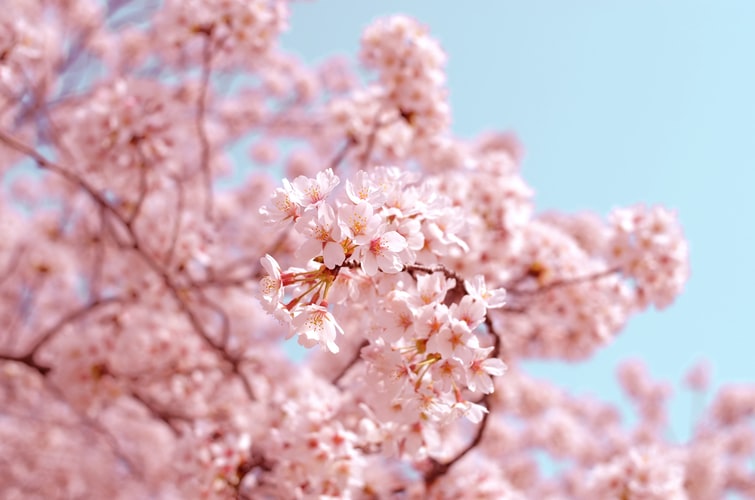 bunga sakura
