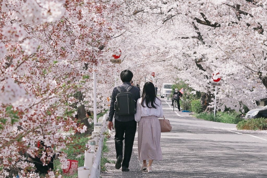 hanami di jepang