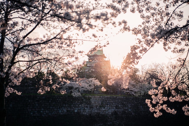 bunga sakura di jepang