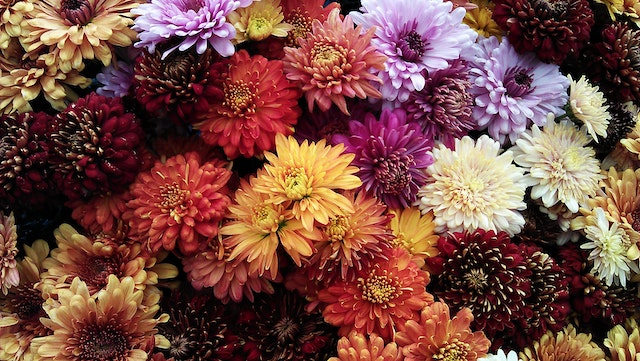 tanaman-chrysanthemum-di-jepang