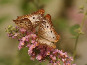 quiz-personality-social-butterfly