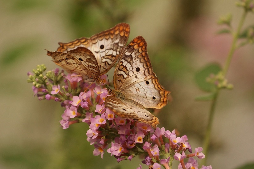 quiz-personality-social-butterfly